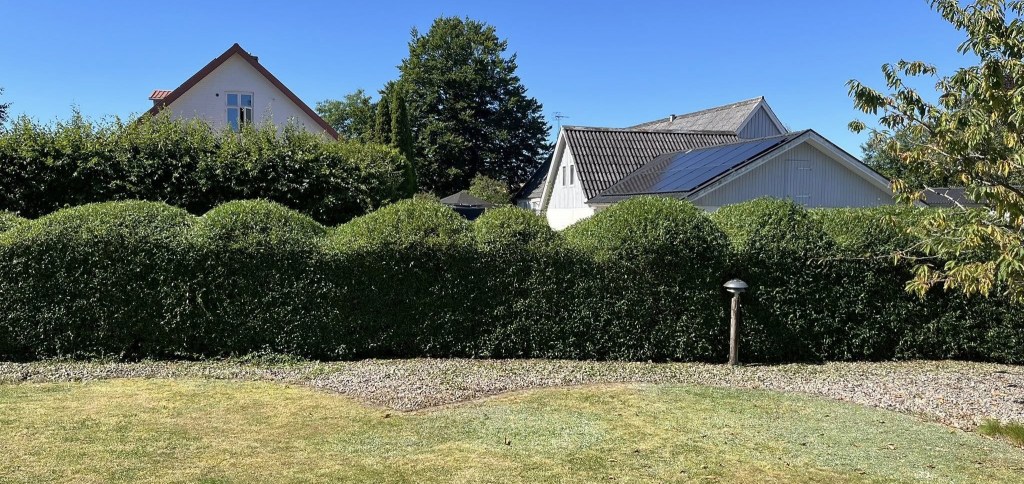 Häck klippt med vågig överkant.